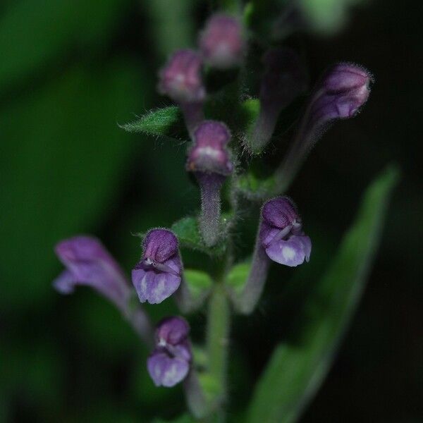 Scutellaria columnae Λουλούδι