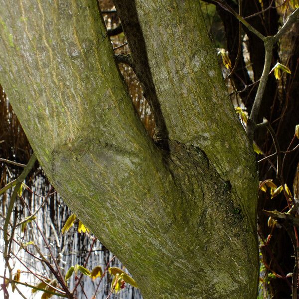 Acer circinatum Bark