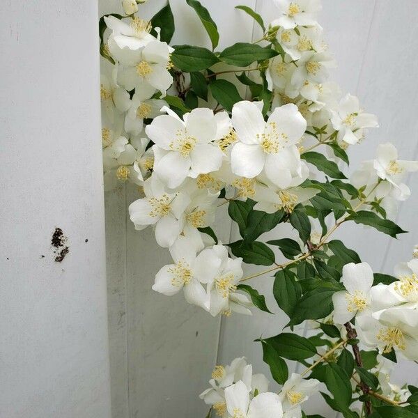 Philadelphus lewisii Flors