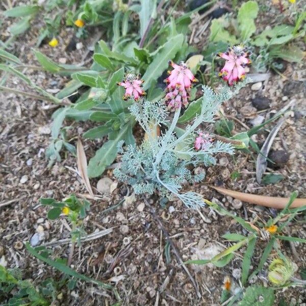 Platycapnos spicata Virág