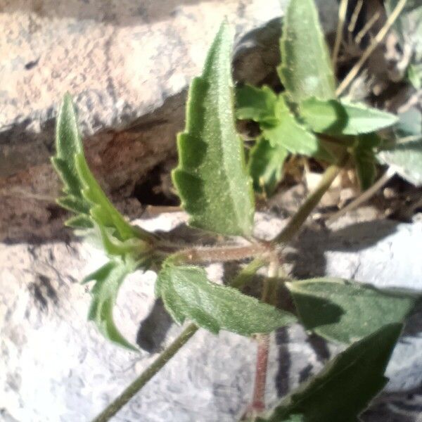 Tridax procumbens Hoja