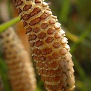 Equisetum arvense Flower