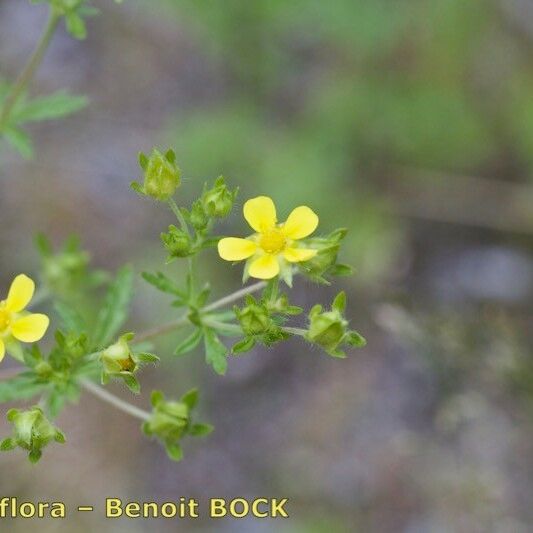 Potentilla intermedia Other