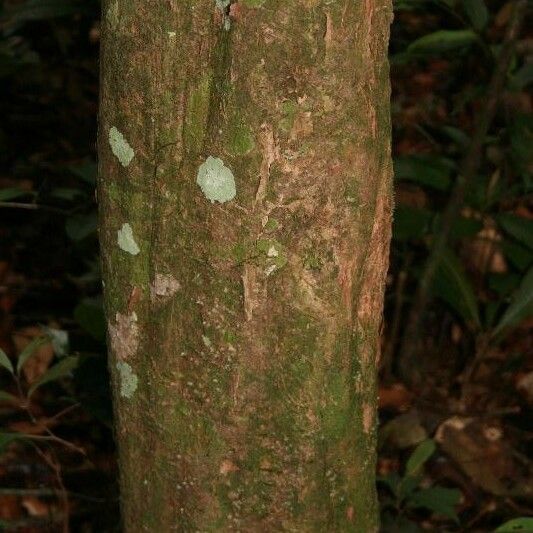 Posoqueria latifolia बार्क (छाल)