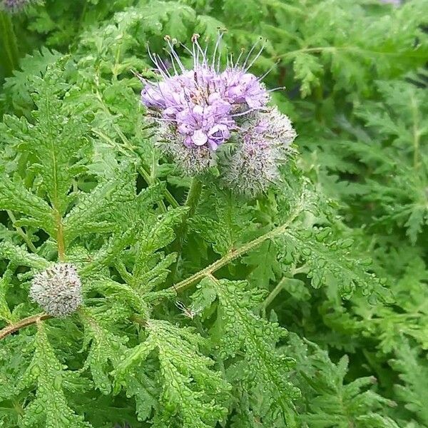 Phacelia tanacetifolia Kvet