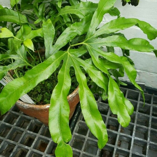 Lygodium circinnatum Leaf