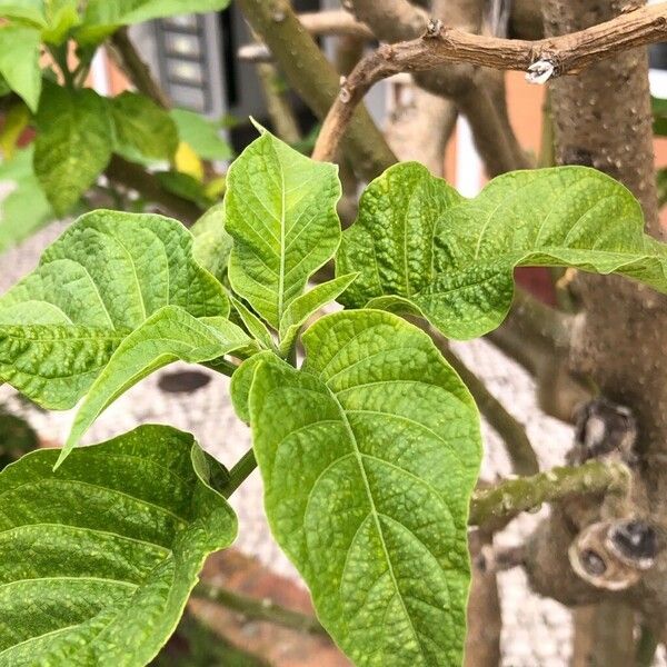 Brugmansia versicolor Foglia