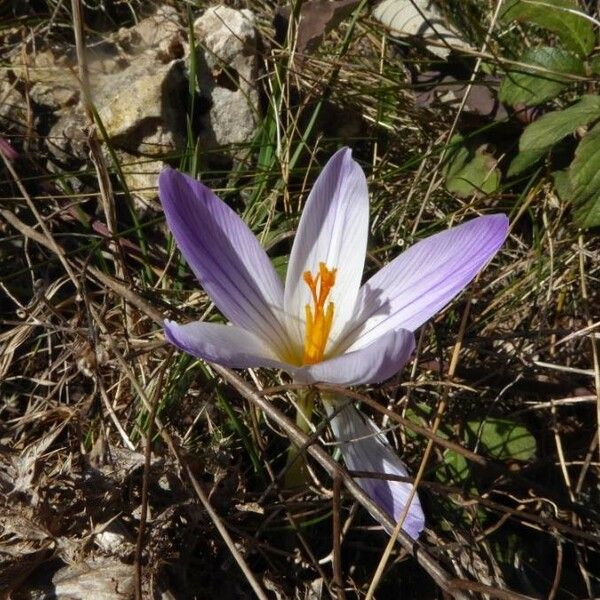 Crocus versicolor Цвят