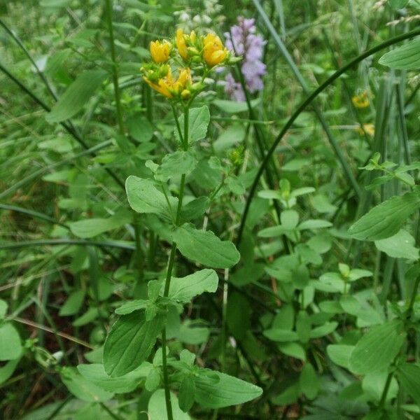 Hypericum tetrapterum 花