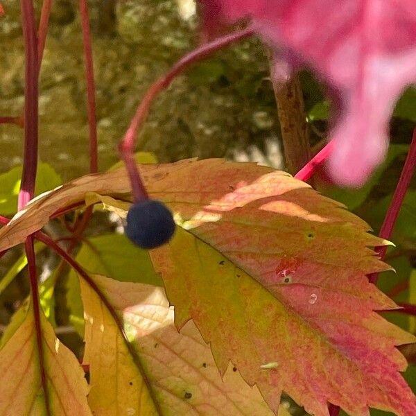 Parthenocissus quinquefolia Frugt