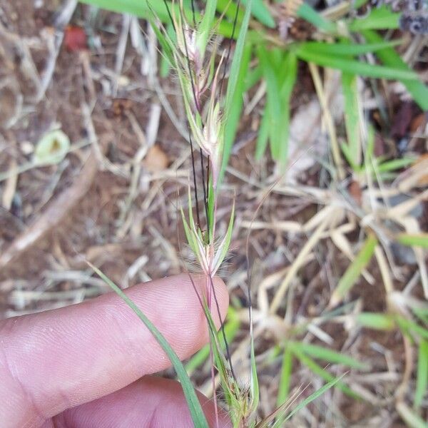 Themeda quadrivalvis Celota