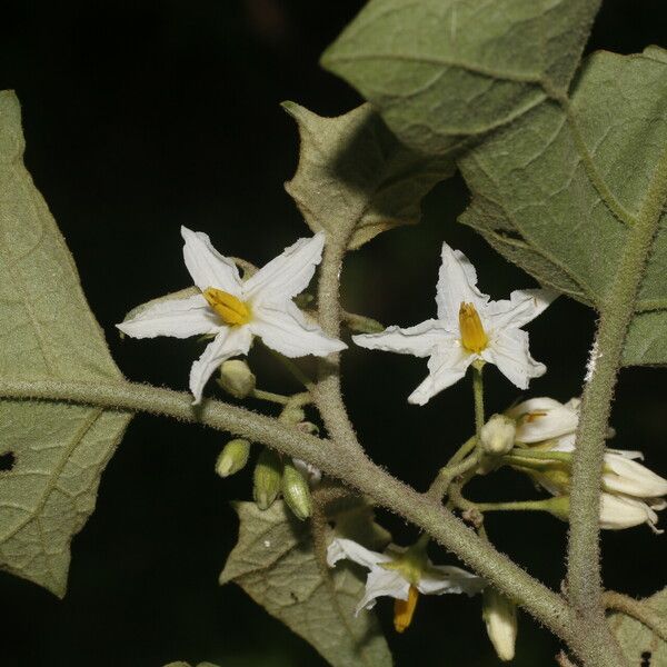 Solanum torvum Kvet
