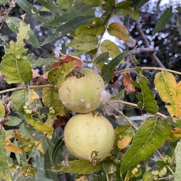 Juglans californica Фрукт