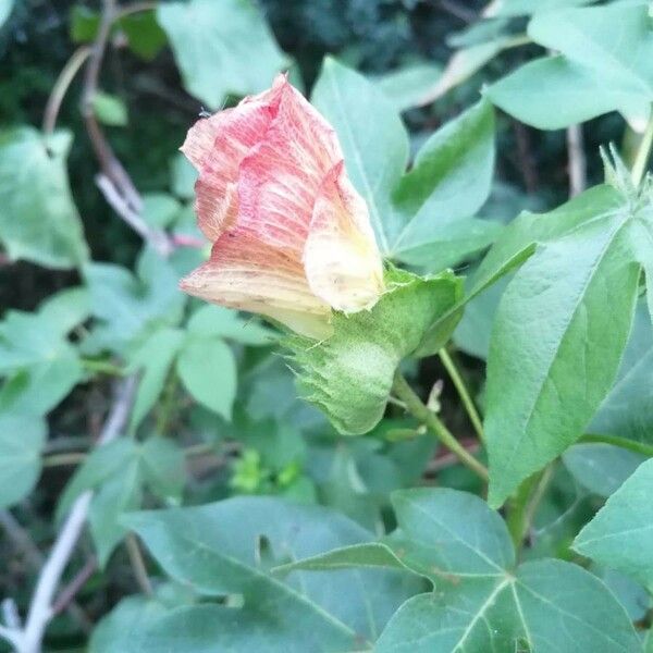 Gossypium barbadense Õis