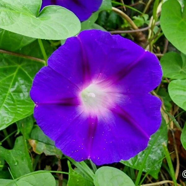 Ipomoea purpurea Λουλούδι