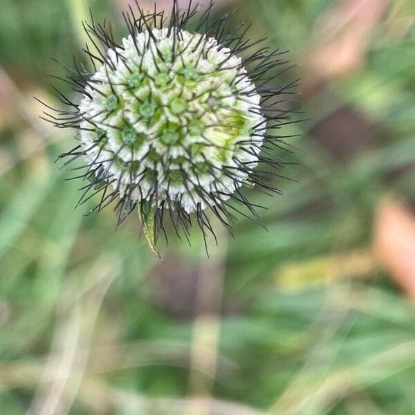 Scabiosa columbaria Fruit