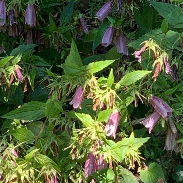 Campanula punctata Virág