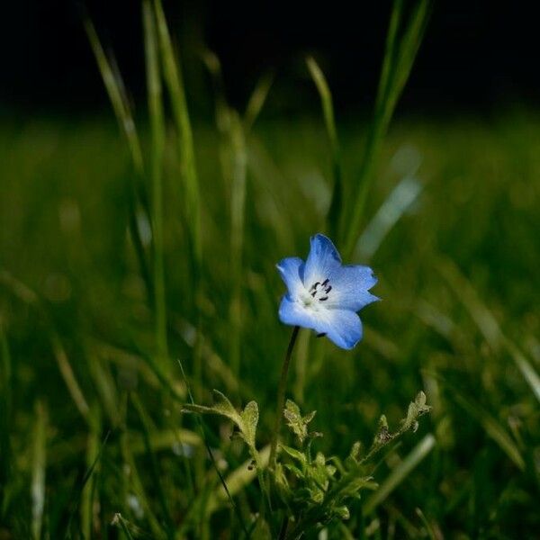 Nemophila menziesii Fleur