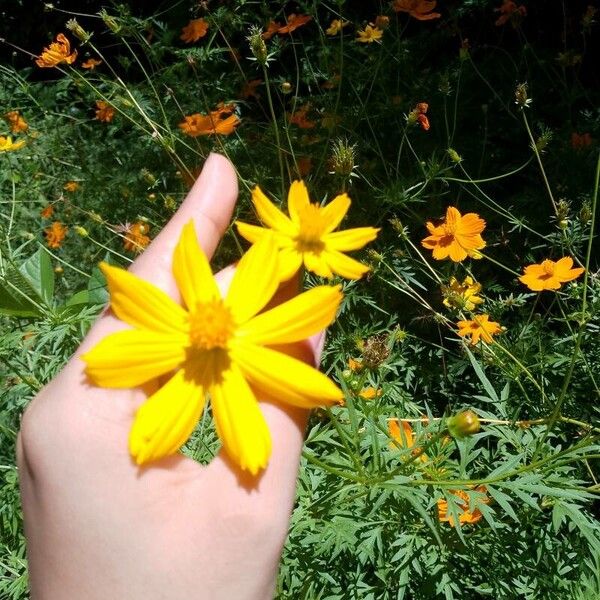 Cosmos caudatus Flors