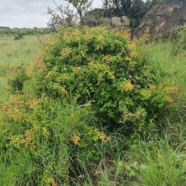 Gymnosporia putterlickioides Habit