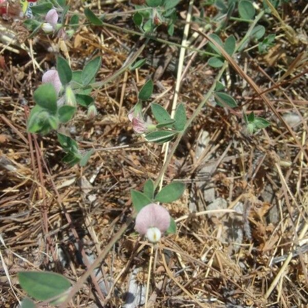 Acmispon americanus Flor