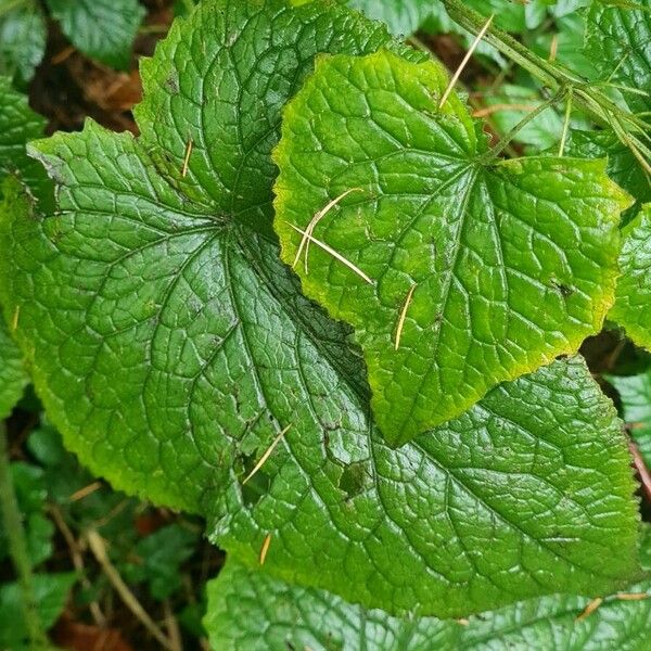 Lunaria rediviva Blatt