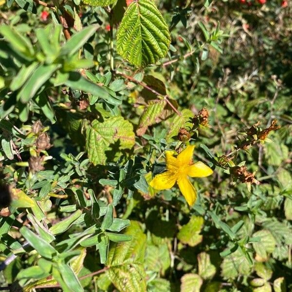 Hypericum annulatum Квітка