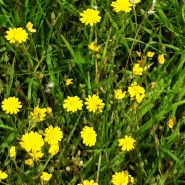 Crepis setosa 花