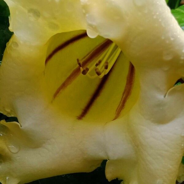 Solandra maxima Flower