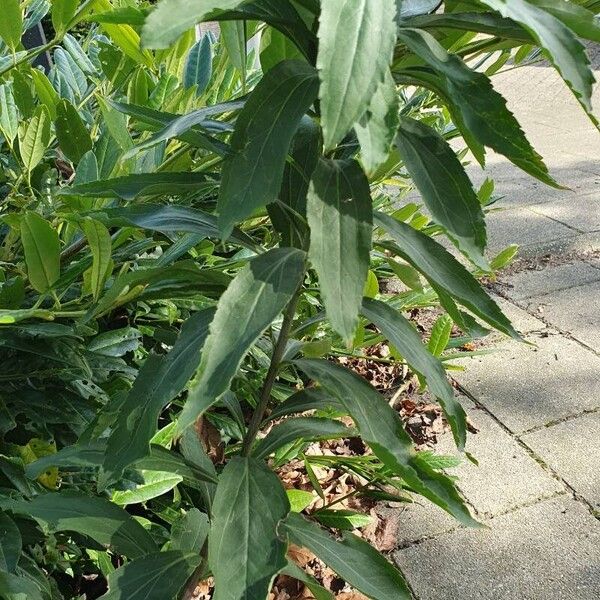 Solidago gigantea Blad