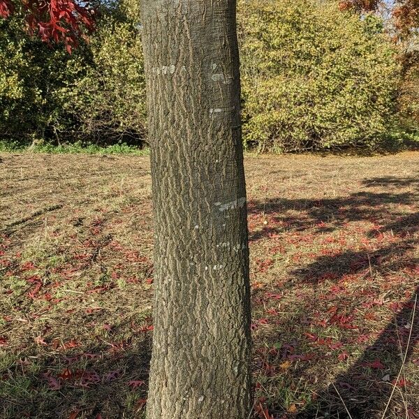 Quercus coccinea خشب