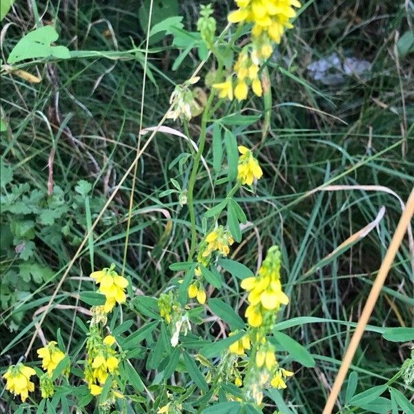 Melilotus officinalis Blatt