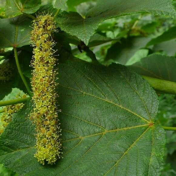 Acer nipponicum Flower