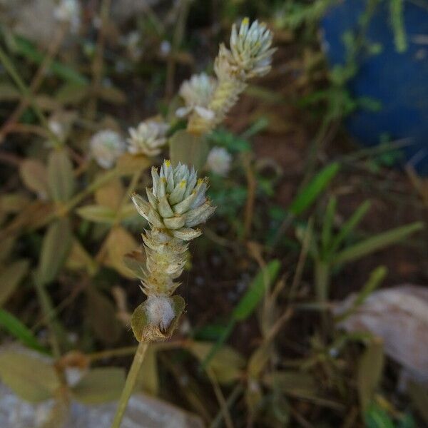 Gomphrena vermicularis Flower