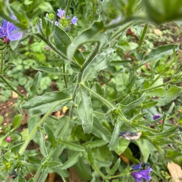 Echium plantagineum Yaprak