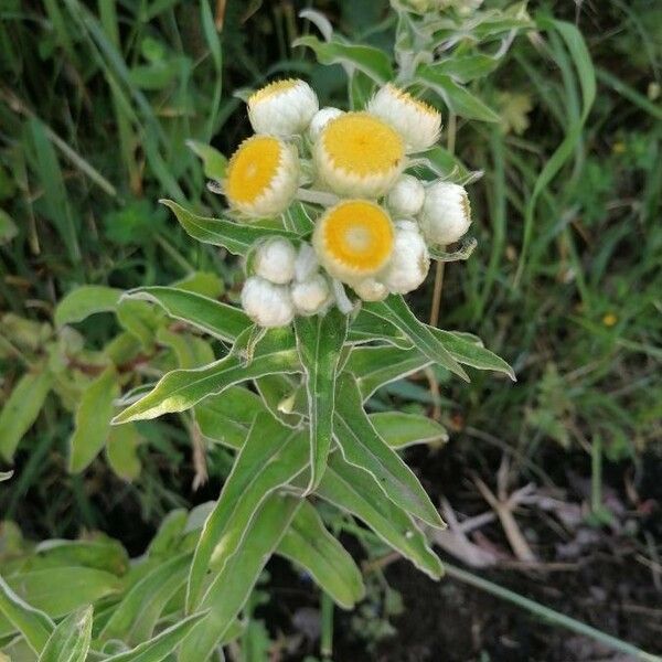 Helichrysum foetidum 葉