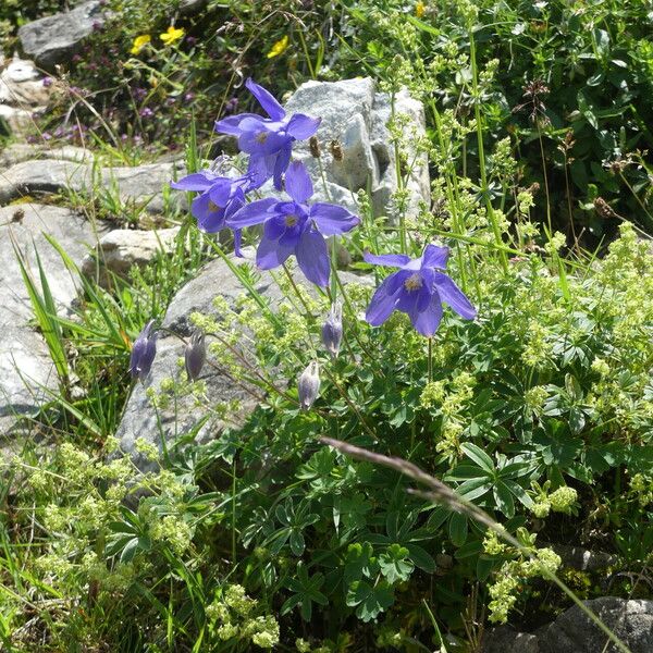 Aquilegia pyrenaica Elinympäristö