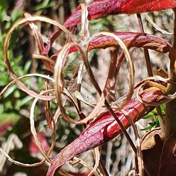 Epilobium stereophyllum Плод