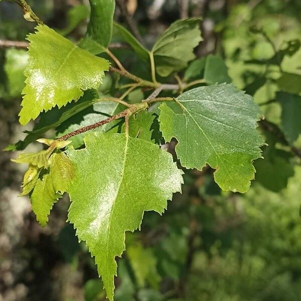 Betula pubescens Blad