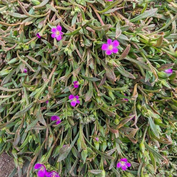 Calandrinia ciliata Habitatea