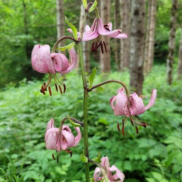 Lilium martagon Květ