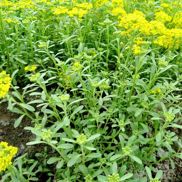 Alyssum montanum Leaf