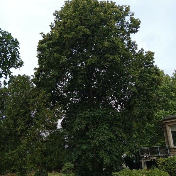 Tilia platyphyllos Hábito