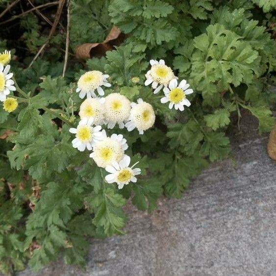 Tanacetum parthenium Çiçek