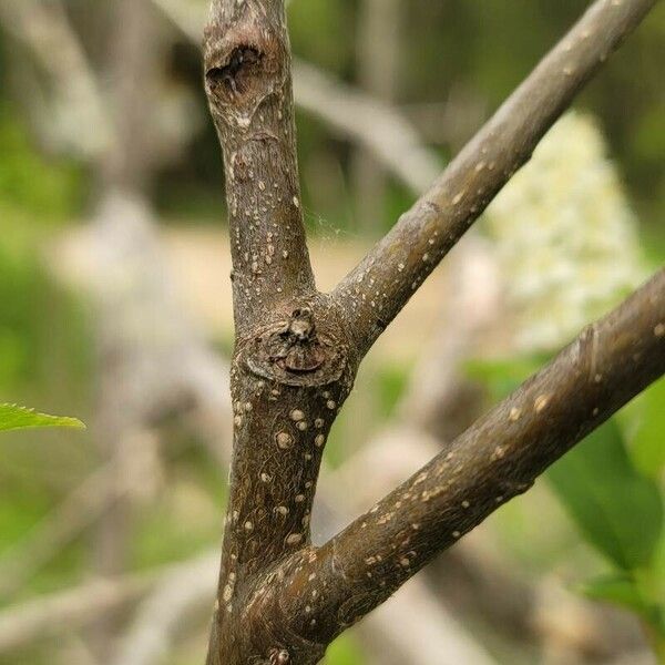 Prunus virginiana Ŝelo