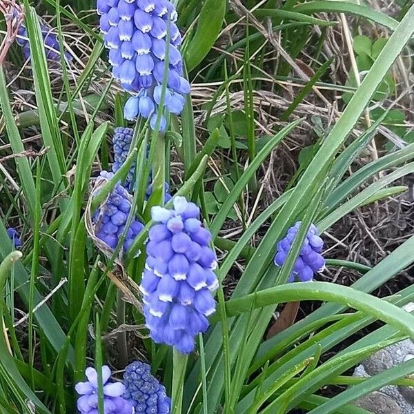 Muscari armeniacum Vekstform