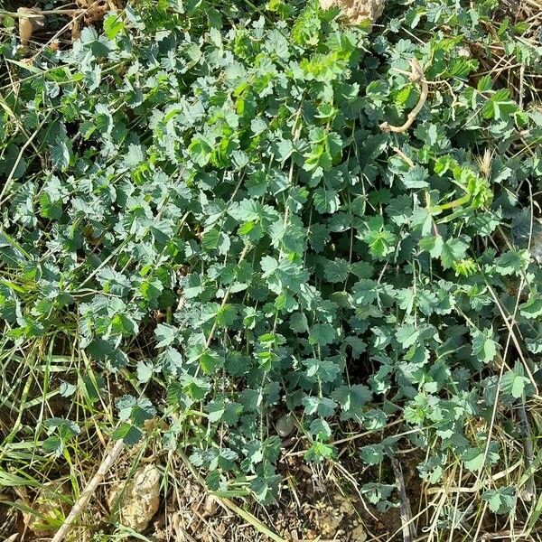 Pimpinella saxifraga Blad