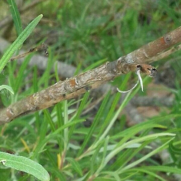 Salix eleagnos Bark