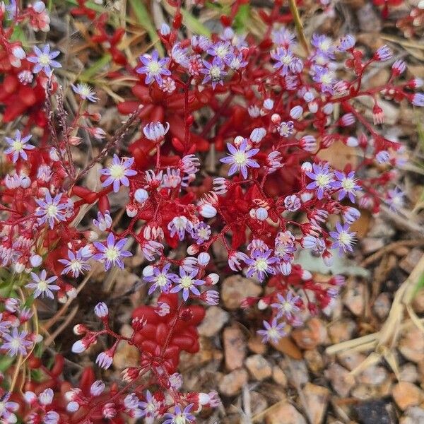 Sedum caeruleum Kukka