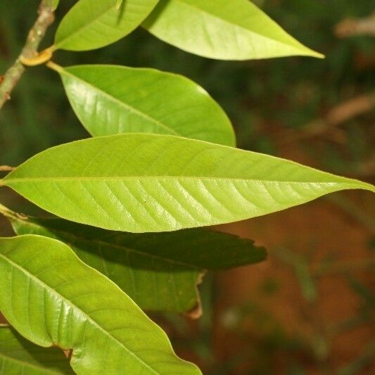 Michelia champaca Leaf